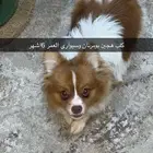 كلب هجين شيواوا وبومرنان