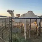 ناقه حايل سالمة الذواريب ذمه وأمانه ام ثالث صنفها هجن