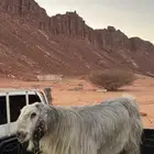 فحل للبيع بالعلا