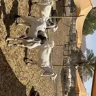 جفرات ثنايا