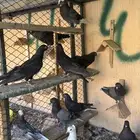 حمام قلابي