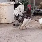 دجاج قزمي بياض
