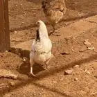 بيض هجين سلالات مخصب ودجاج بياض هجين براهما