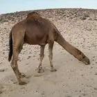 بعير