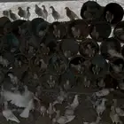 حمام زاجل كريمي