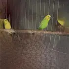 جوز منتج شرط انتاج البينو