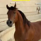 مهر واهو