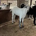 الحجره