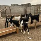 ذبح وتوصيل إلا باب بيتك جدة فقط