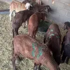 سواكن مرابي