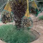 مررعه نخل للإيجار