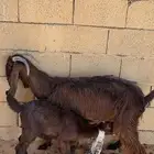للبيع عنز والد تامه ( تم البيع )