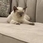 قطوه تبني