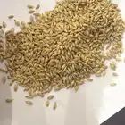 شعير أمريكي سداسي