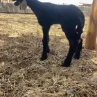 طلي ادغم مشروع فحل