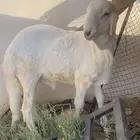 سواكني جذع
