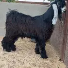 تيس جذع للبيع