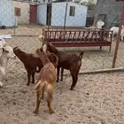 عرس للبيع عنقان