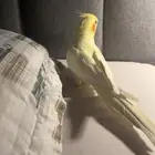 كروان مفقود إذا لقيتوه اتواصلو معايا مكة