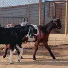 تيوس براير سواكني نعيم رفيدي حري