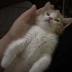 قط شيرازي ذكر للبيع