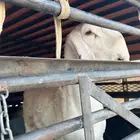 موصل حلال لجميع مناطق المملكة لتواصل