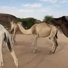 ابل للبيع
