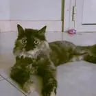 شيرازيه