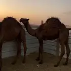 قعدان للبيع