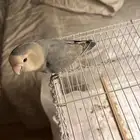 روز للبيع