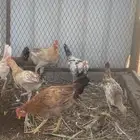 دجاج للبيع