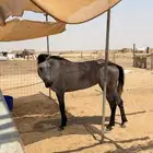 مهرة فرس شيخة شعبية اقبل عروض الحلال