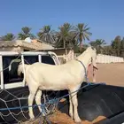 تيس مشروع فحل ابيض مطور