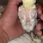 فرخ روز اينو