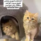 3قطط للبيع اعمارهم 2شهرين ونص