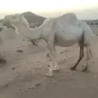 خلفه وضحا تحتها قعود على بعير منتج وهديه وشرط