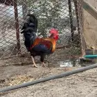 دجاج للبيع