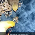 كروان ذكر هدد خارجي وداخلي