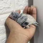 فرخ كويكر ازرق