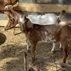 2تيوس الموقع الشقيق