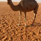 خلفه للبيع بدون ولدها
