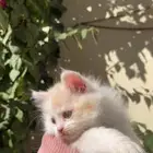 عندي كيتن اثنين ذكور