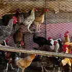 دجاج للبيع