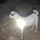 مشروع فحل فاخر