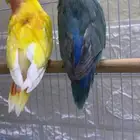 جوز روز