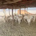 ضان العدد 26 بالفحل