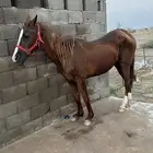 فرس مجاني بدون مقابل