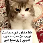 قط مفقود