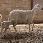 رغوث حريه