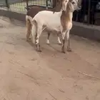 للبيع رخال سواكن